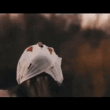 1000007887.gif