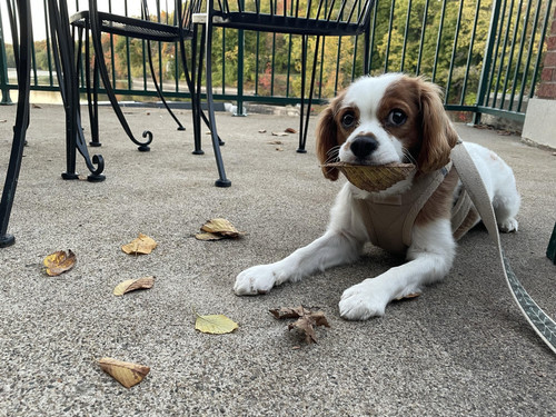 icm fullxfull.607650823 i7n752304i04008kwwww.jpg