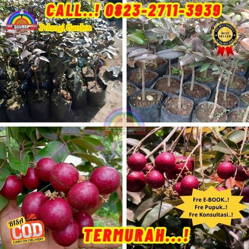 LANGSUNG PETANI ! CALL: 0823-2711-3939 Jual Bibit Kelengkeng Merah Jogja Di Kebumen Ayah-Kalipoh.jpg