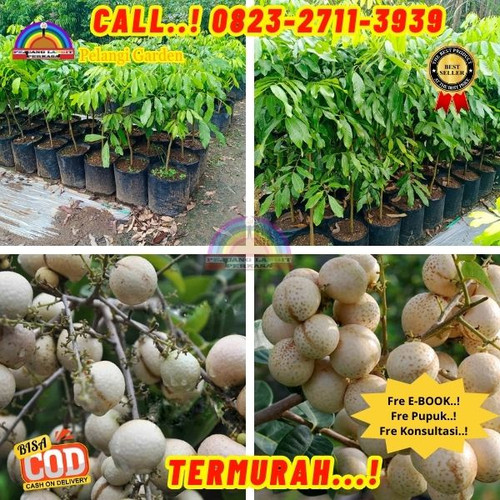 HARGA GROSIR ! CALL: 0823-2711-3939 Jual Bibit Kelengkeng Matalada Berbunga Di Kebumen Ayah-Kalibang.jpg