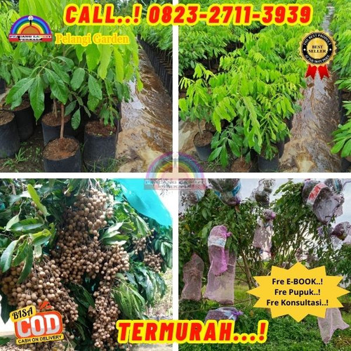 POTONGAN GILA ! CALL: 0823-2711-3939 Jual Bibit Kelengkeng New Kristal Di Kebumen Ayah-Pasir.jpg