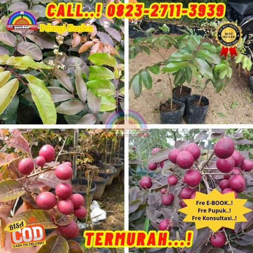 HARGA RESELLER ! CALL: 0823-2711-3939 Jual Bibit Kelengkeng Merah Magelang Di Kebumen Ayah-Mangunwen.jpg