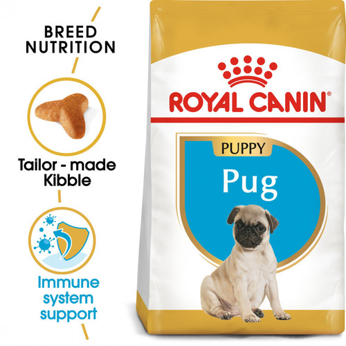 Pug Puppy 1.5 KG