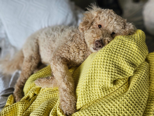 How Does Professional Pet Grooming In Chicago Impact the Overall Health of Pets.png