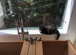 Natural Treatment For Diabetes in Cats.jpg