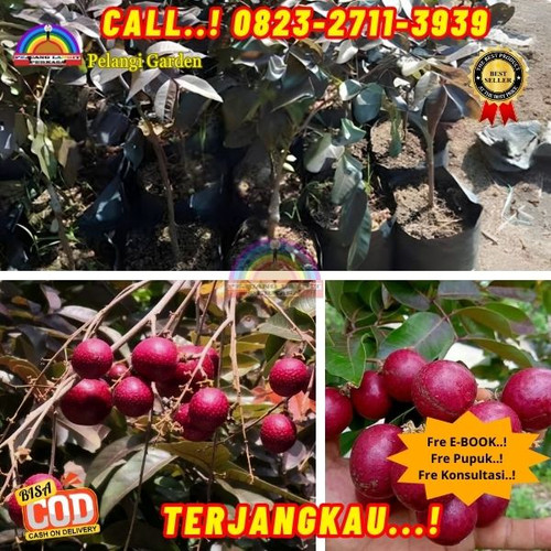 TERBATAS ! CALL: 0823-2711-3939 Jual Bibit Kelengkeng Merah Di Kebumen Ayah-Demangsari.jpg