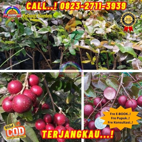 HARGA PARTAI ! CALL: 0823-2711-3939 Jual Bibit Kelengkeng Merah Berbunga Di Kebumen Ayah-Jatijajar.jpg