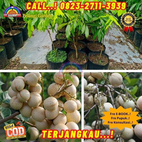 COD ! CALL: 0823-2711-3939 Jual Bibit Kelengkeng Matalada Di Kebumen Ayah-Candirenggo.jpg