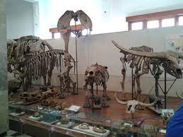 Museum Situs Trinil(3).jpg