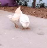 thread 0 20230529095536 s 1048611 o w 200 h 353 66703