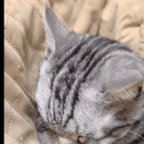 SmartSelect 20231203 133750 Opera.gif