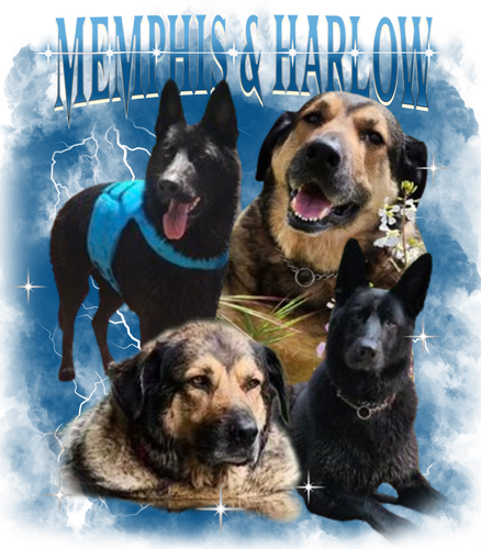 Memphis & Harlow.png