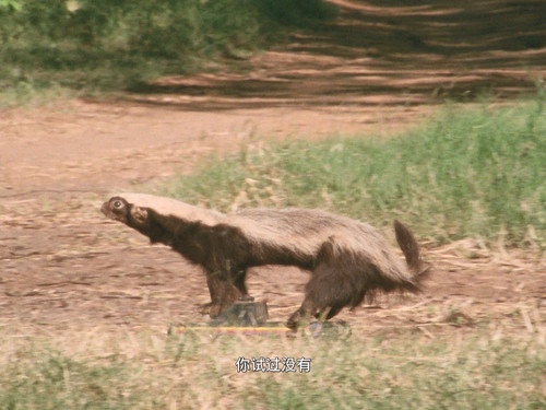 BBC.Earth.The.Trials.of.Life.S01E00.Bonus.1990.1080i.GBR.BluRay.x264.DDP.2.0 UBits.mkv 20231204 1912.jpg