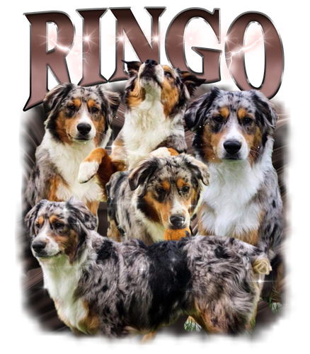 Ringo.png