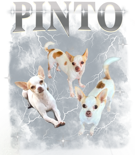 Pinto.png