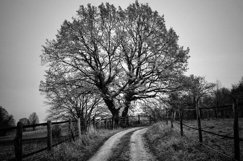 tree 8411271 1280.jpg