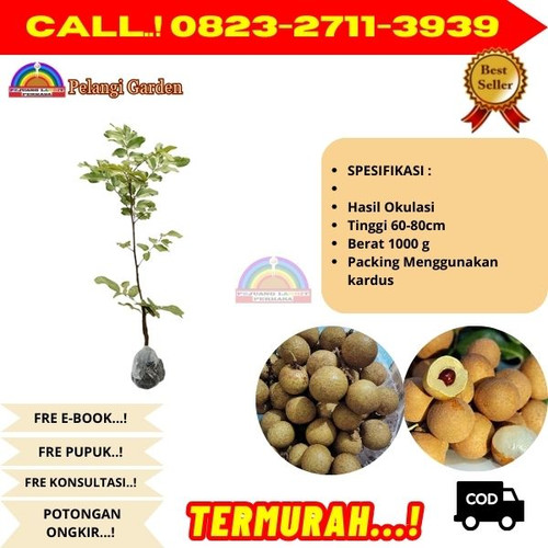 HARGA PETANI ! CALL: 0823-2711-3939 Jual Bibit Kelengkeng Jumbo Di Kebumen Ambal-Sidomulyo.jpg