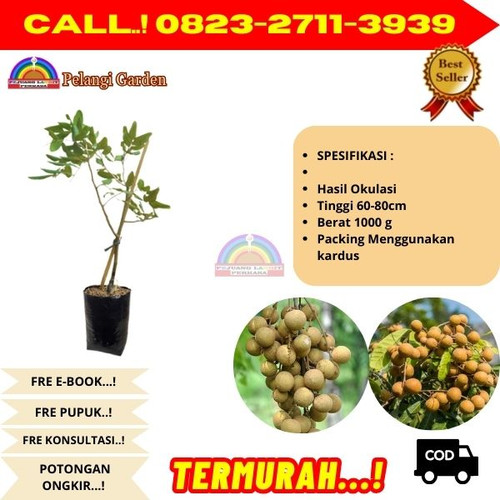 TERBATAS ! CALL: 0823-2711-3939 Jual Bibit Kelengkeng Satu Jari Di Kebumen Ambal-Sidoluhur.jpg