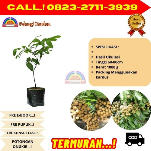 EKSLUSIF ! CALL: 0823-2711-3939 Jual Bibit Kelengkeng Diamond Di Kebumen Ambal-Prasutan.jpg
