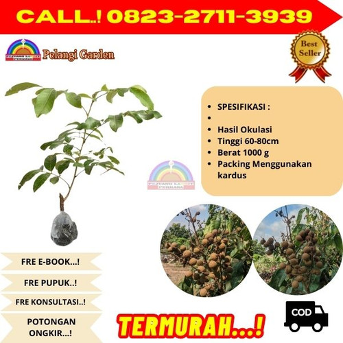 HARGA PARTAI ! CALL: 0823-2711-3939 Jual Bibit Kelengkeng Merah Jogja Di Kebumen Ambal-Sidomukt.jpg