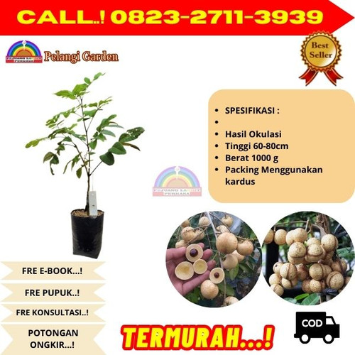 TERJANGKAU ! CALL: 0823-2711-3939 Jual Bibit Kelengkeng Jumbo Di Kebumen Ambal-Pucangan.jpg