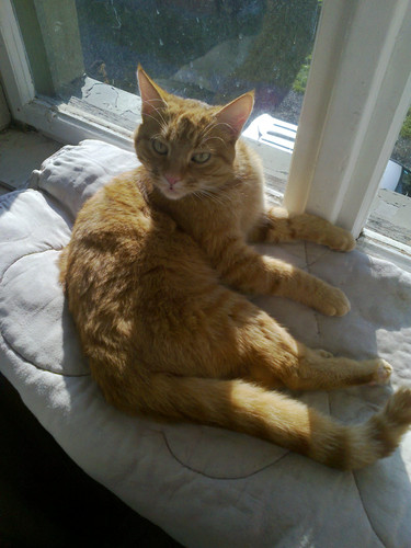 MyCats (4).jpg