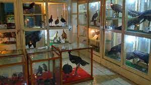 Museum Biologi UGM(4).jpg