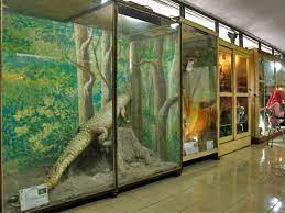 Museum Biologi UGM(3).jpg