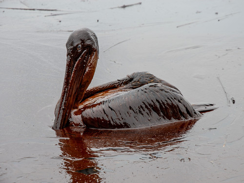 bird 2 2.jpg