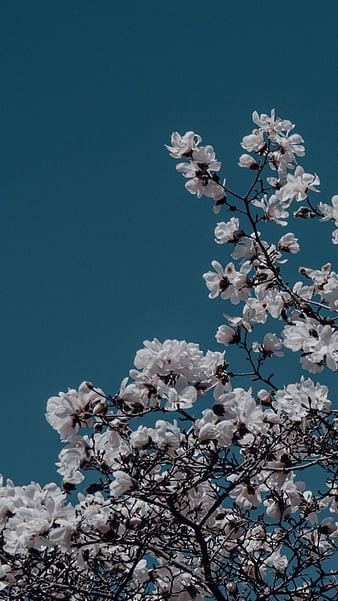 HD wallpaper blue aesthetic flowers thumbnail.jpg