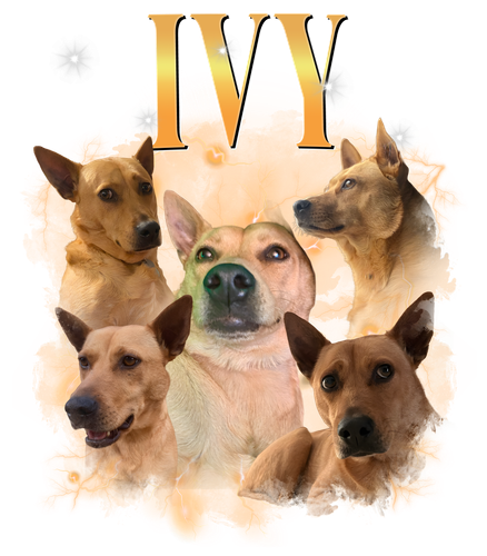 ivy.png