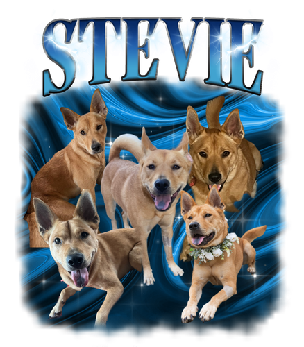 Stevie.png