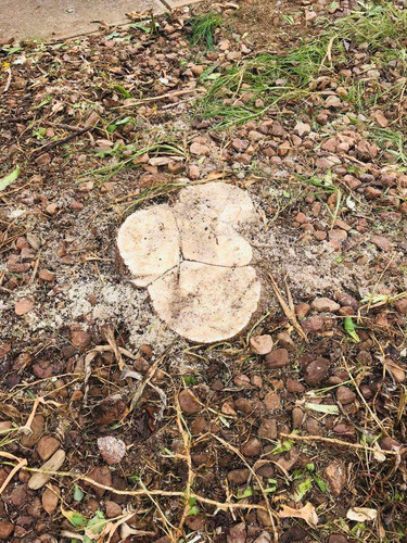 Local Tree Removal Adelaide S.A..jpg