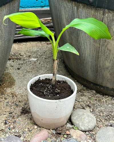 Can You Grow A Banana Tree From A Banana Answered!.jpg