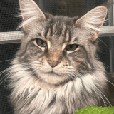 Trusted Maine Coon Cat Breeders in NY & NJ.gif