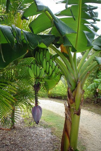 Interesting Gardening and Plant Facts Fascinating Things you May not Know about your Garden.jpg