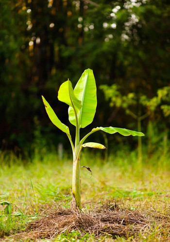 How to grow a banana tree.jpg