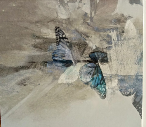 White Moth Black Butterfly the Cost of dreaming cd2.jpg