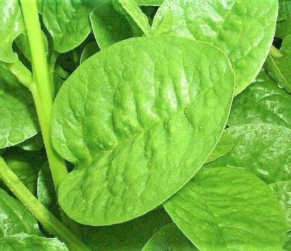 50 high yield basella alba green.jpg