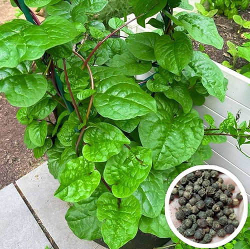 81rI Vuu zL. UF1000,1000 QL80.jpg