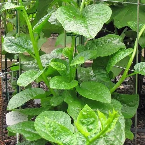 malabar spinach 500x500.jpg