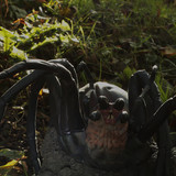 013 Shelob