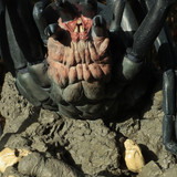 006 Shelob