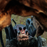 016 Shelob