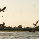 Країна Пеліканія