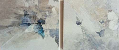 White Moth Black Butterfly the Cost of dreaming cd5