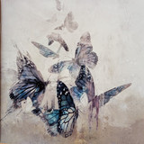 White Moth Black Butterfly the Cost of dreaming cd6