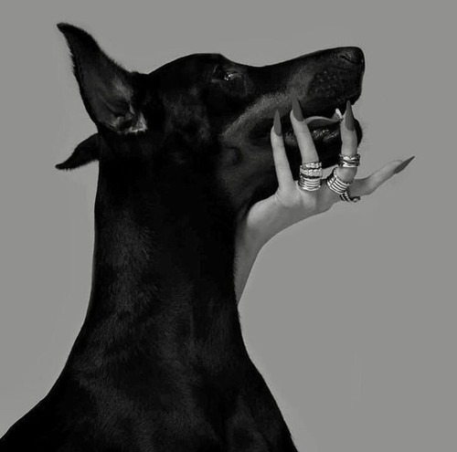 Doberman.jpg