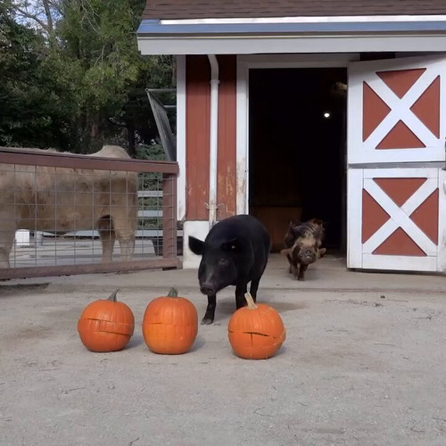 r6g3Yi FaqofBQ6H.jpg