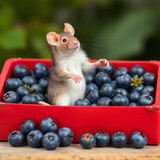 www.naked-ai.art - A red box of blue berries with a rat dancing inside